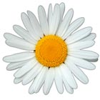 Close-up of a white daisy flower with a bright yellow centre, ideal for floral, nature, or spring-themed designs